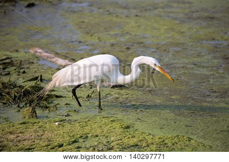 Great Heron (Ardea alba) hunting in the bay area wetlands. Palo Alto Baylands, Santa Clara County, California, USA.