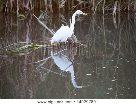Great White Heron (Ardea alba) in wetlands