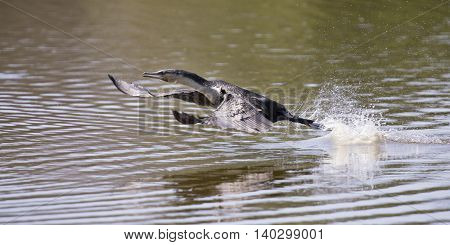 White breasted cormorant take off from dam to hunt for fish