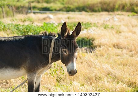 Close Up Of A Donkey On A Grassy Mountain
