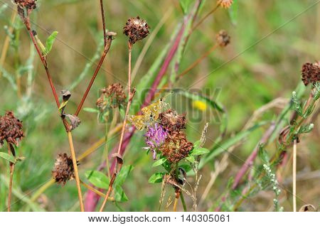 Small Skipper - a butterfly belonging to the family Hesperiidae, which, although they belong to a group of butterflies (Rhopalocera). Meadow grass during drought. Wither clover.
