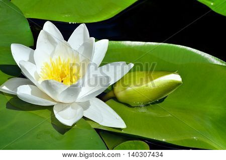 Flowering Water white lily on the river Dnieper. Blossoming Water-lily.