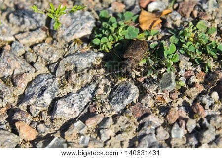 Beetle with a long antennaes (Acanthocinus aedilis)