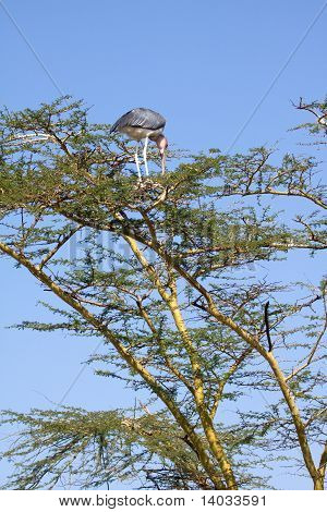 Nesting Stork