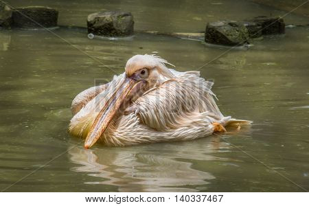 Great white pelican bird swims on a lake in a bird sanctuary in India.