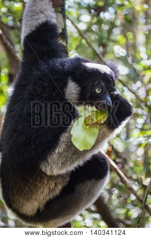 Close up shot of Indri lemur - endemic species of Madagascar