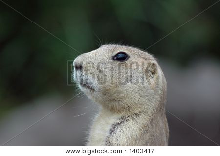 Prairiedog 2