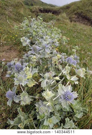 Sea Holly - Eryngium maritimum Prickly Flower of Sea Shore