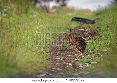 Brown Hare on path, cleaning large ears, wet from bathing in puddle (Lepus europaeus) 