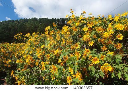 Tree marigold Mexican tournesol Mexican sunflower Japanese sunflower Nitobe chrysanthemum at Mae U Kho Khun Yuam District Tree marigold at Mae Hong Son Thailand