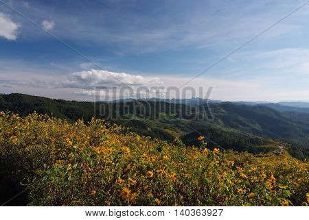 Tree marigold Mexican tournesol Mexican sunflower Japanese sunflower Nitobe chrysanthemum at Mae U Kho Khun Yuam District Tree marigold at Mae Hong Son Thailand