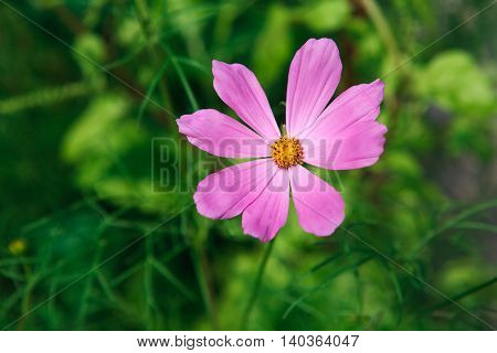 Mexican Aster bright pink flower or Garden Cosmos, closeup outdoors at green background. Its Latin name is Cosmos Bipinnatus Radiance, native to Mexico. Popular annual plant cosmea.