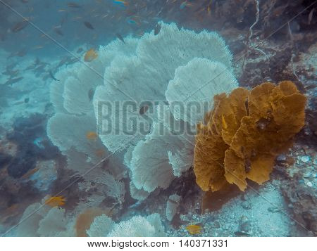 the big sea fan in Myanmar divesite