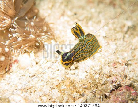 closed up the nudibranch in Myanmar divesite