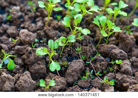Close Up Young Plant Growing With Rain Water Drop Over Green