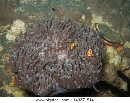 the clown fish in soft coral in Myanmar divesite