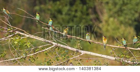 Panorama from Birds of Paradise, flock of colored birds, unique moment, european bee eater