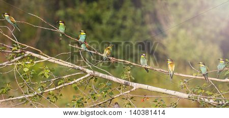 Panorama from Birds of Paradise, ,flock of colored birds, unique moment, european bee eater, with sunny hotspot