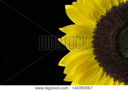 Closeup of a Yellow Sunflower Isolated on a Black Background