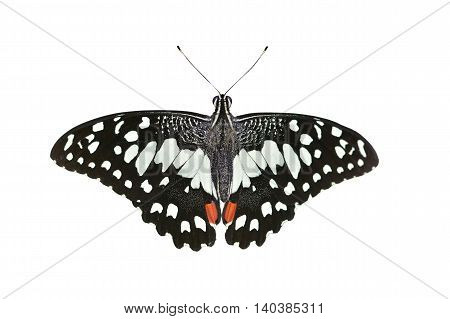 The Lime Butterfly