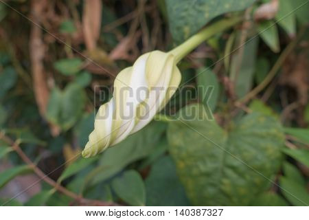 Moonflower (Ipomoea alba L.). Edible flower. thai