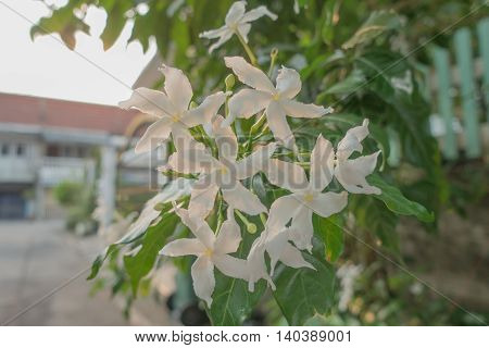 white Gerdenia Crape Jasmine morning in thai