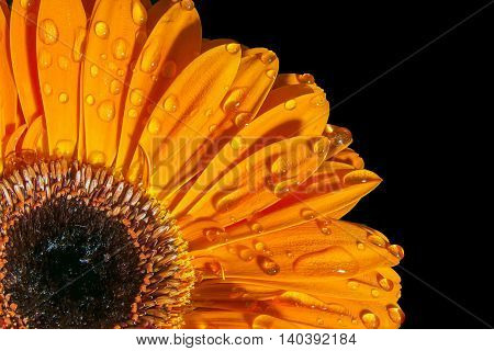Orange gerbera with water drops isolated on black background
