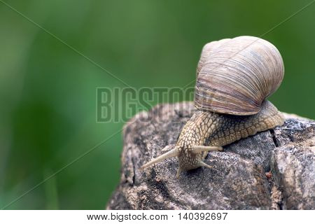 a big grape snail brown snail creeps on a long snag