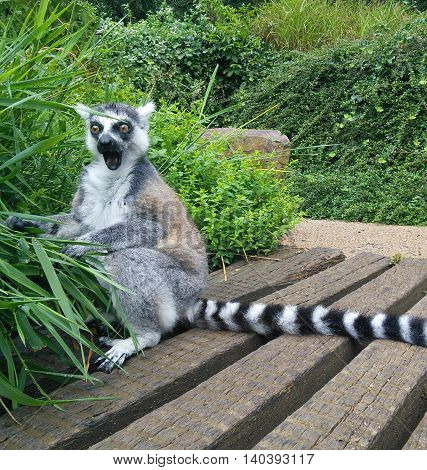 Surprised lemur with opened mouth amaze what is happening