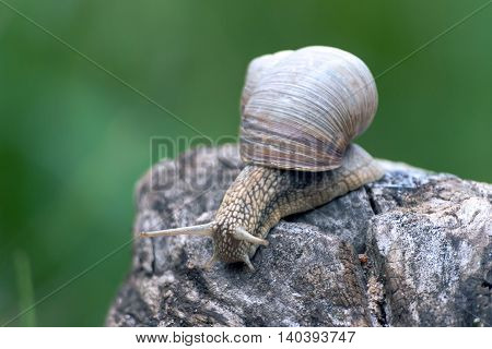 a big grape snail, brown  reeps on a long snag,