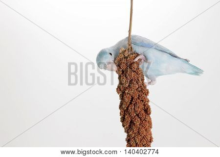 Forpus eating millet spray on white background