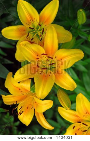 Lilly
