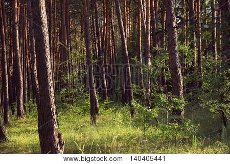 pine forest with green grass and sunlight