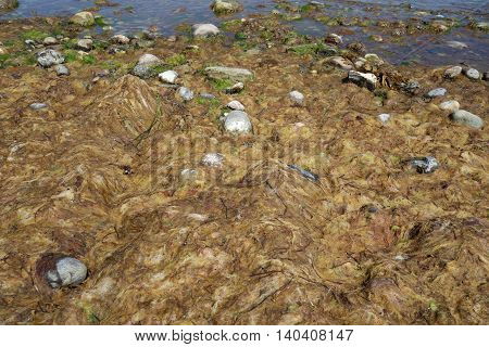 Stones at the beach on Hiddensee Island Germany