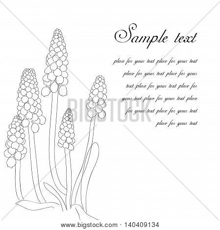 Greeting card with grape hyacinth, or muskari, on white background
