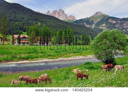 Donkeys in tyrolean village in Apline valley