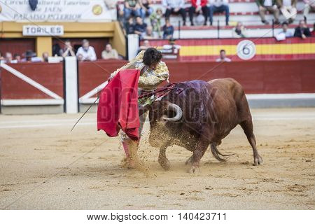 Jaen SPAIN - October 17 2008: The Spanish Bullfighter Curro Diaz bullfighting with the crutch in the Bullring of Jaen Spain