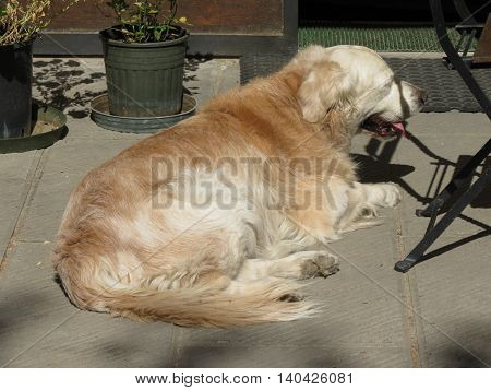 Domestic dog aka Canis lupus familiaris mammal animal