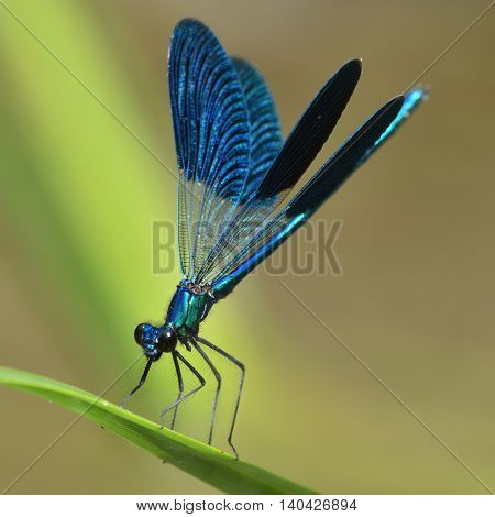 dragonfly outdoor in summer (coleopteres splendens)