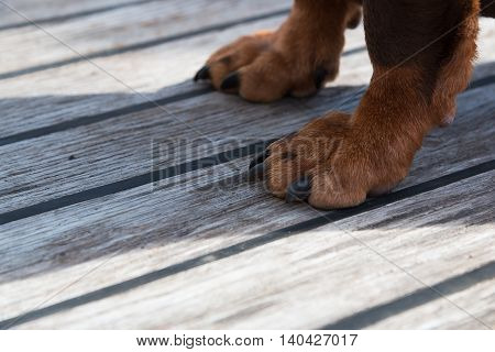 Paws of a big brown dog on the wooden floor