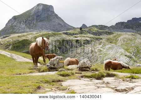 Horses in the mountain in Ayous Lakes Pyrenees France