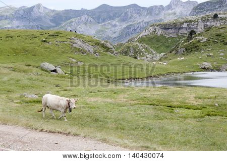 White Cow In The Mountain In Ayous Lakes, Pyrenees, France