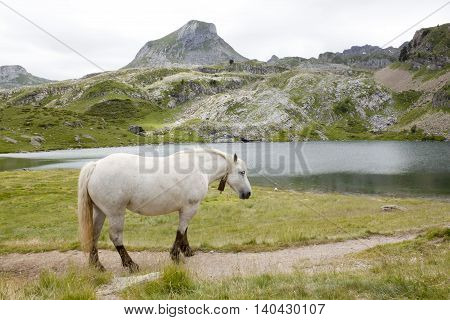 Horse In The Mountain Near A Lake In Ayous Lakes, Pyrenees, France