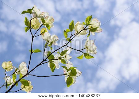 Dogwood branch, in bloom, backlit against a blue sky with white puffy clouds