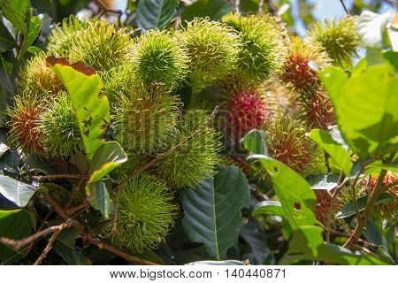 Starting with ripe fruit bunch at the store.