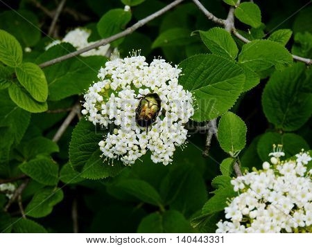 A bug enjoy the sunshine on a flower