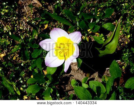 Flower on the sunshine in early spring