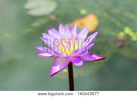 Blooming purple lotus flower or Purple water lilly