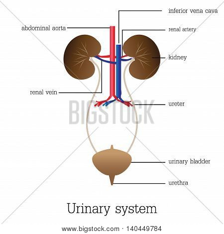 Structure and function of urinary system Urinary system anatomy isolated on white background Human urinary anatomy education vector illustration.
