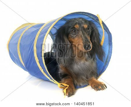 long hair dachshund in agility in front of white background